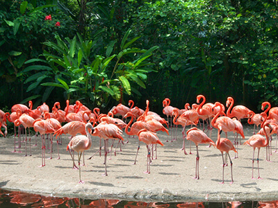 Miami Zoo